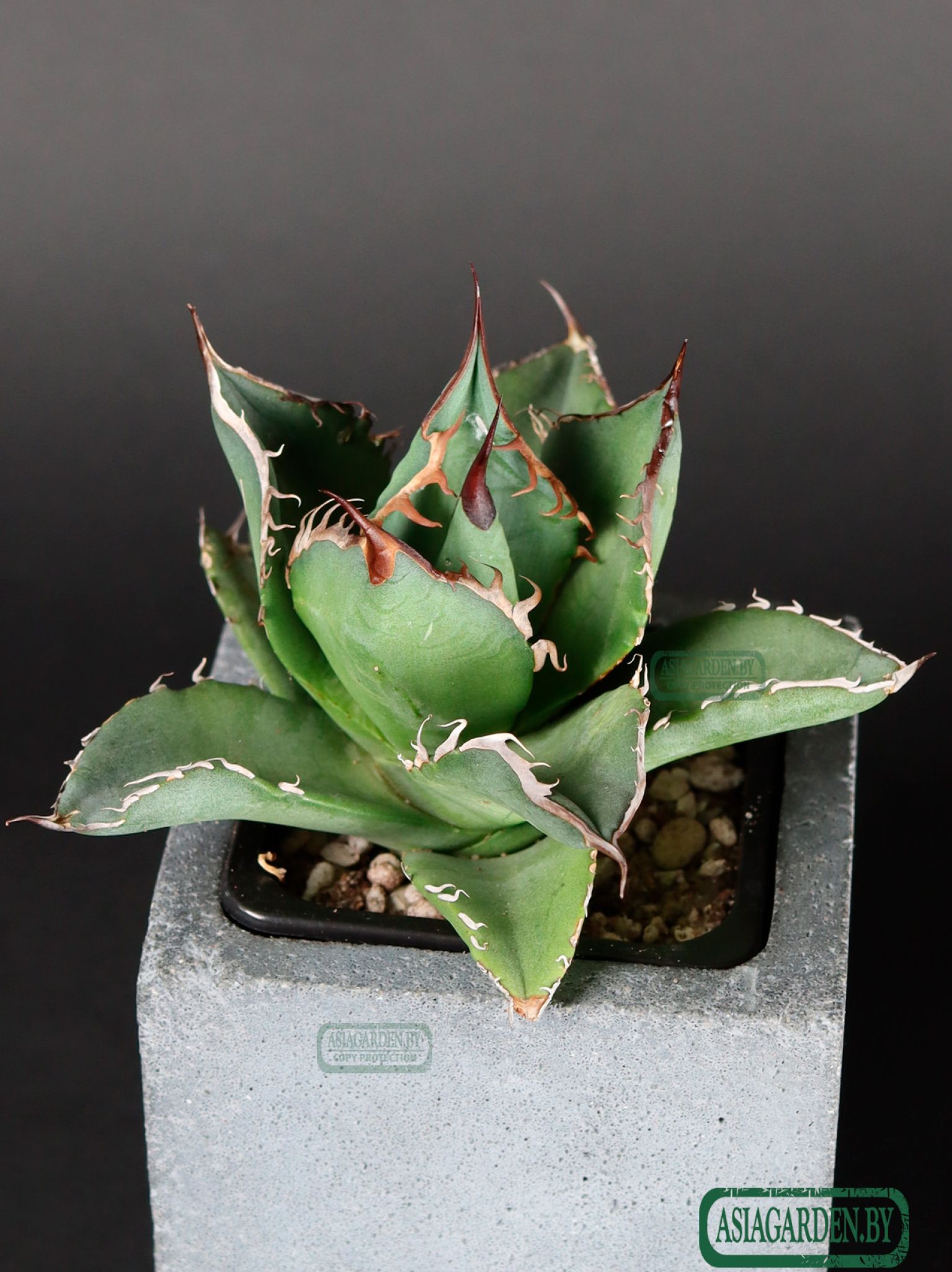 Agave titanota