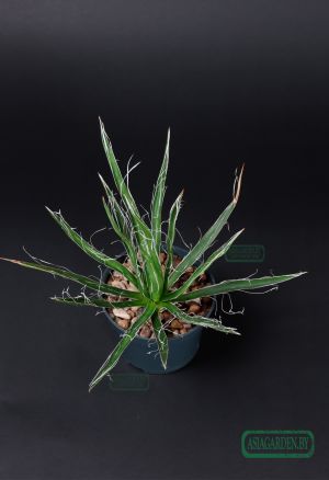 Agave Filifera
