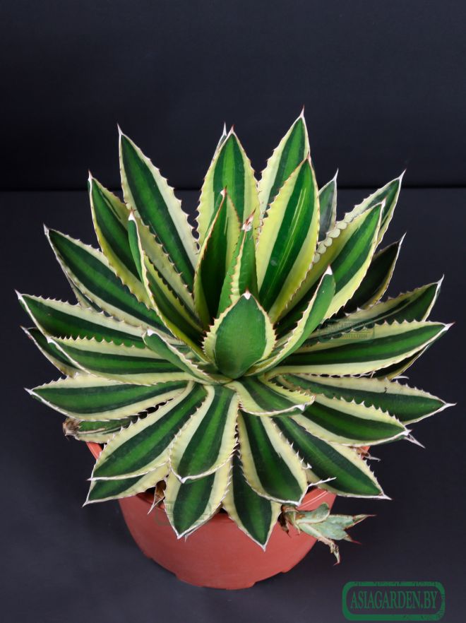 Agave lophantha Quadricolor