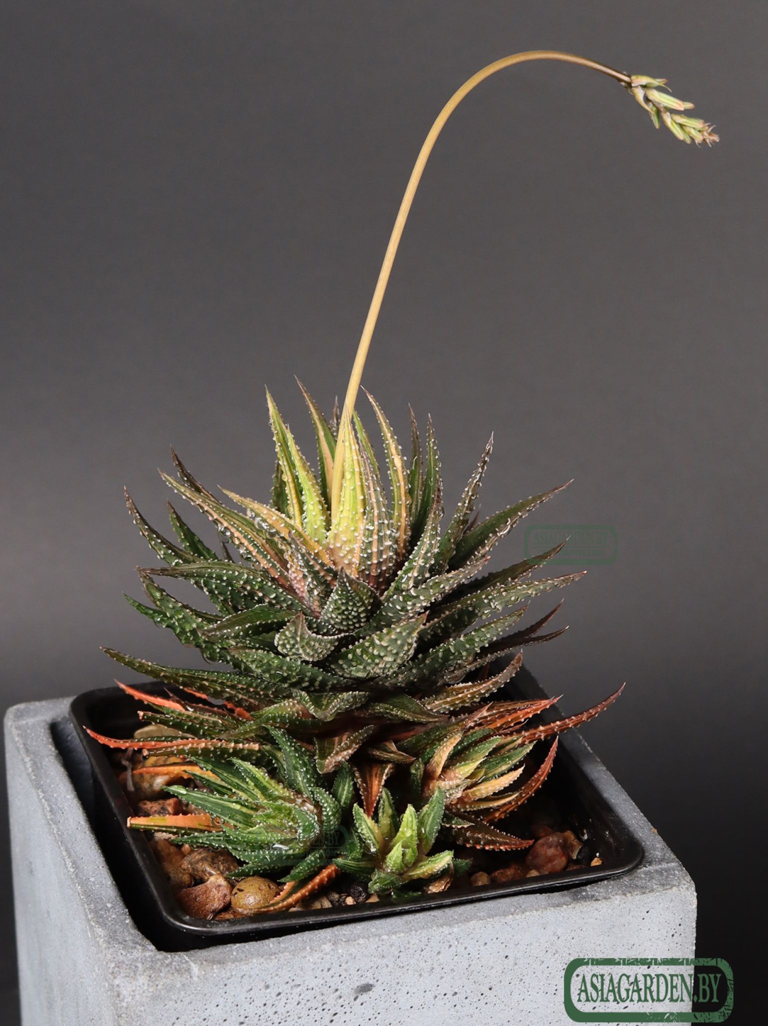 Haworthia pumila