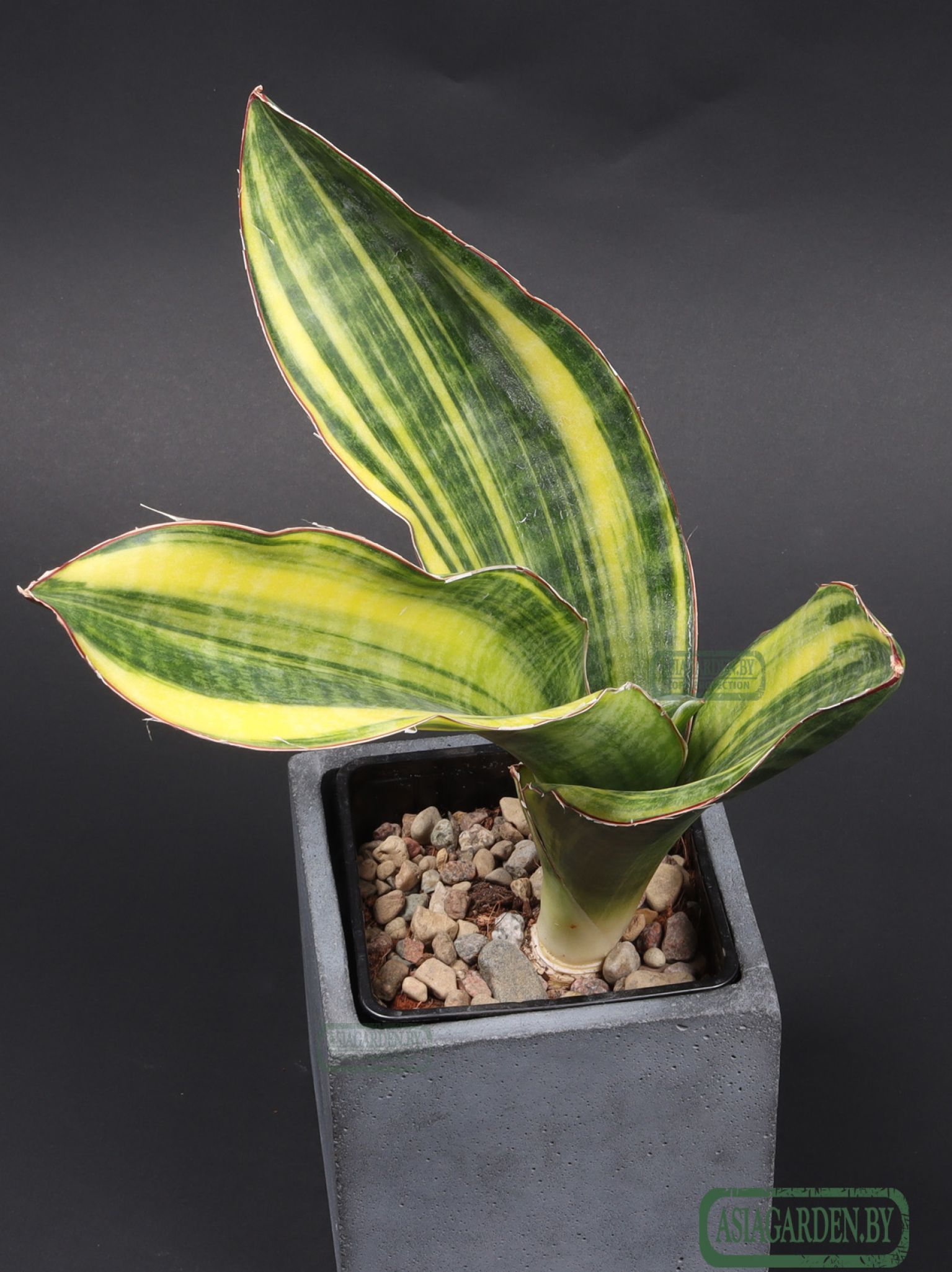 Sansevieria 'Black Rose'
