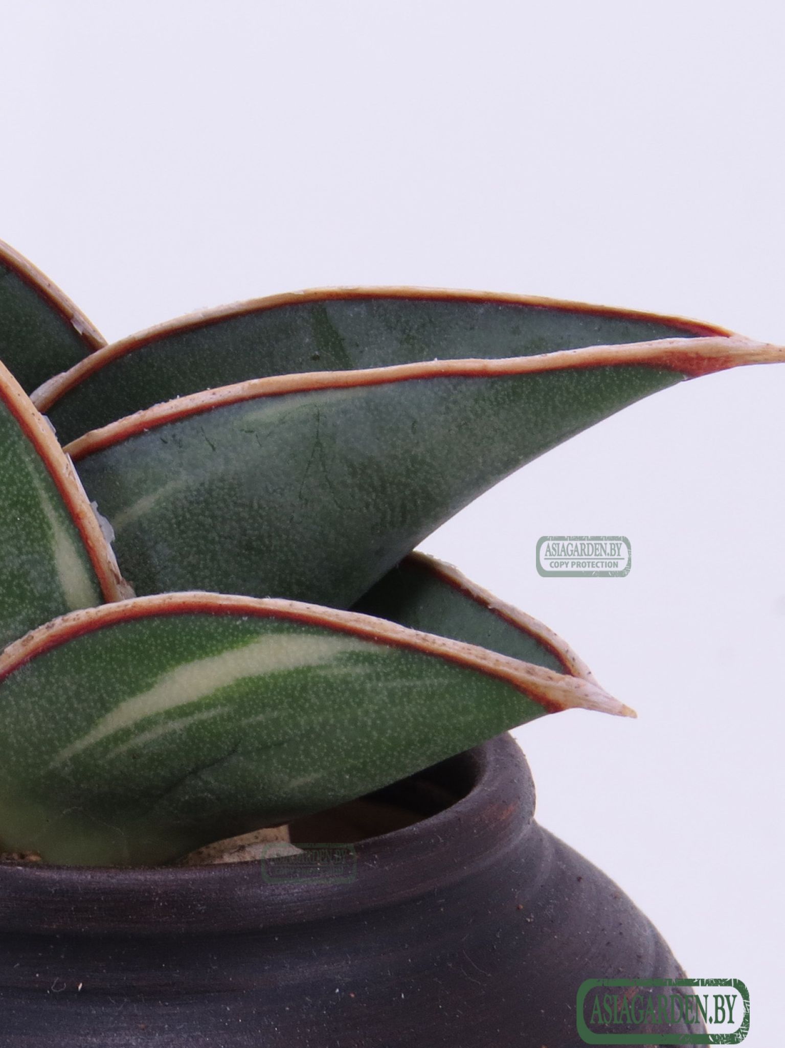 Sansevieria ehrenbergii Banana