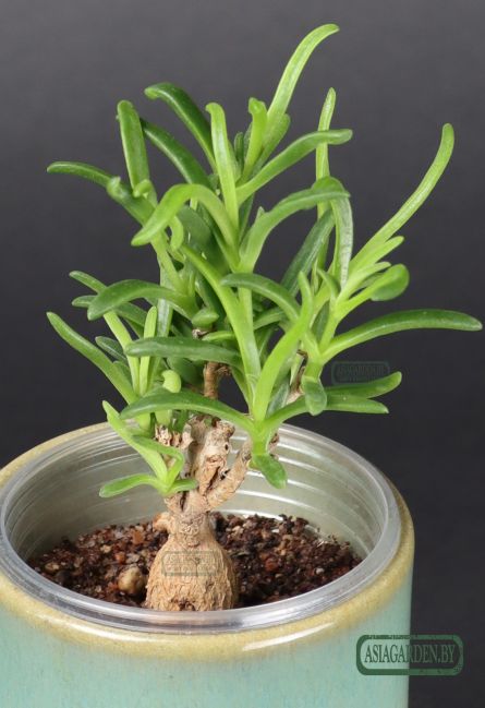 Delosperma bosseranum