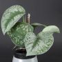 Scindapsus pictus 'Exotica'