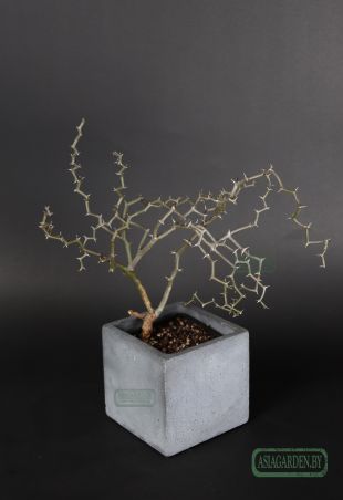Decarya madagascariensis