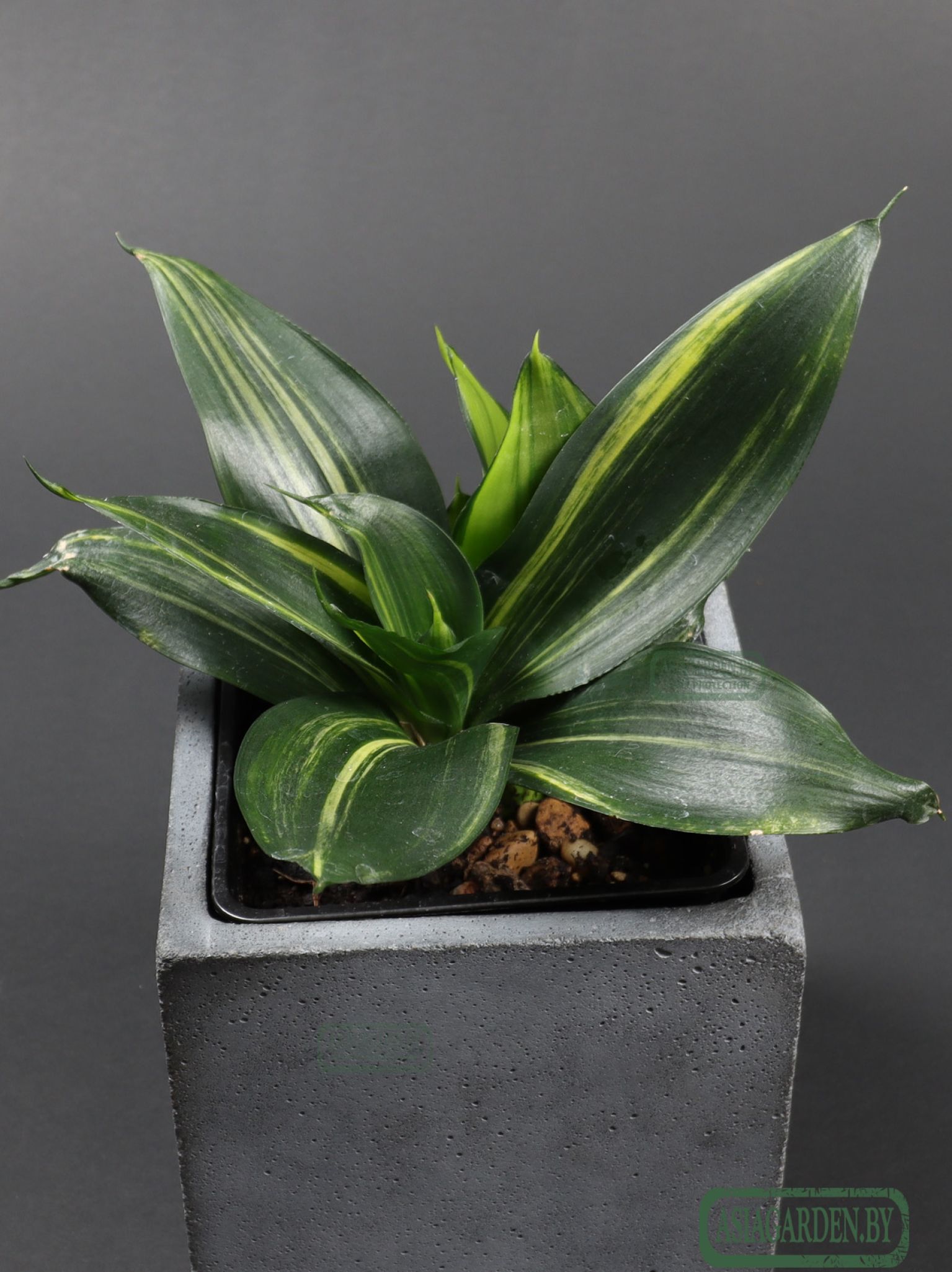 Sansevieria trifasciata 'Hahnii Green Mould'