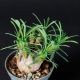Euphorbia japonica