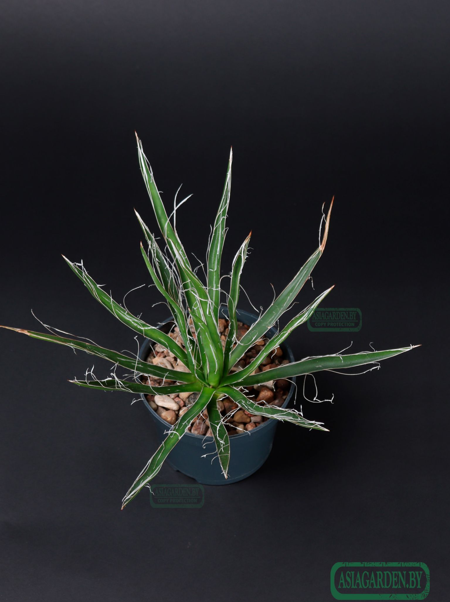 Agave Filifera
