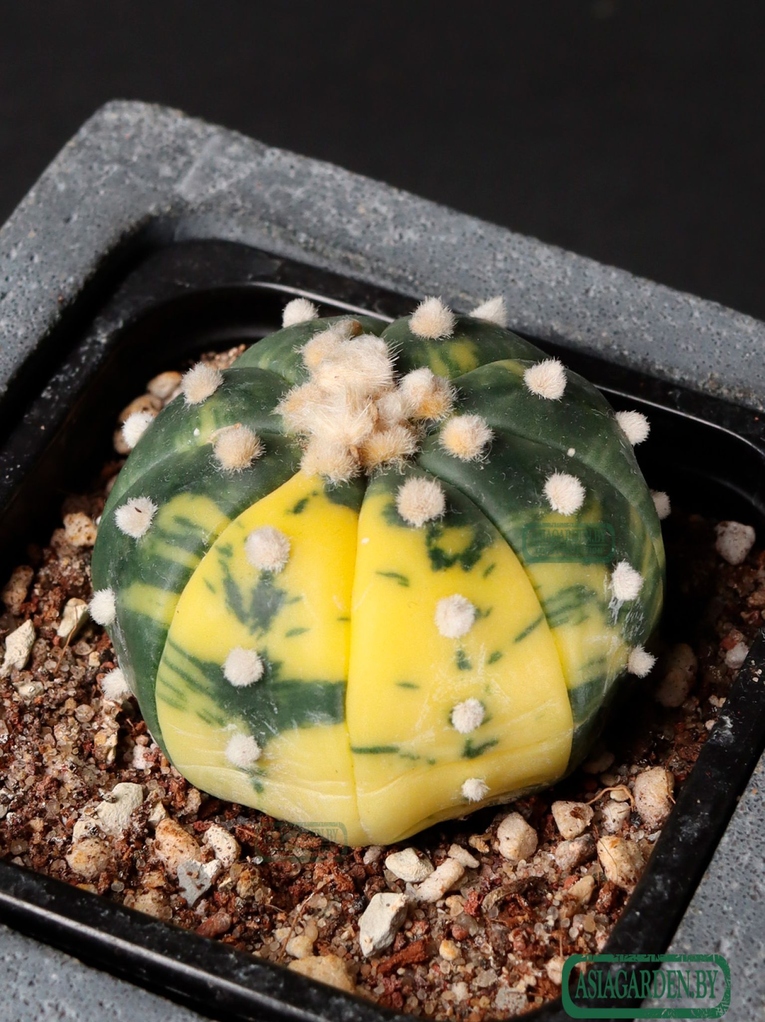Astrophytum asterias