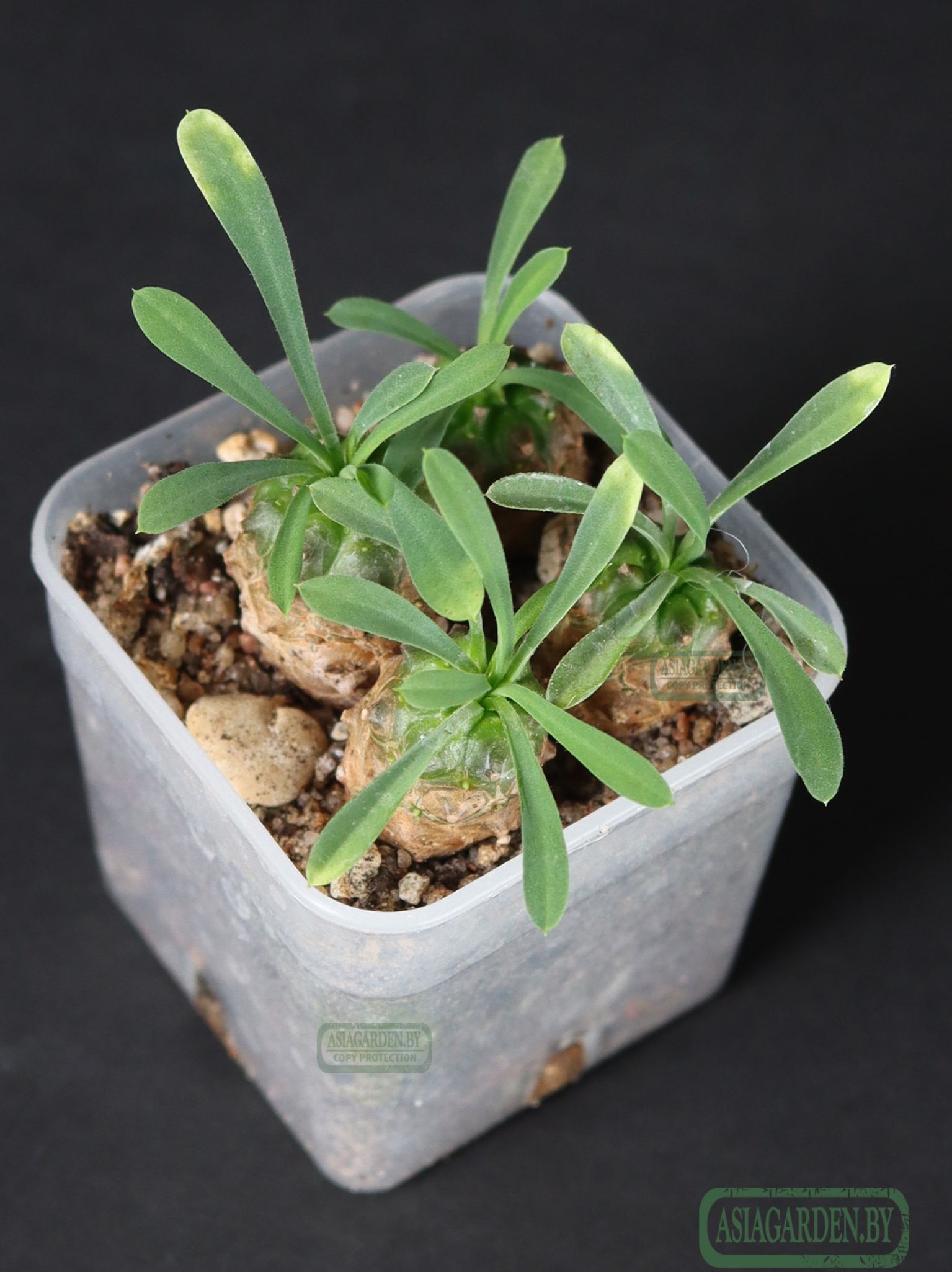 Euphorbia japonica