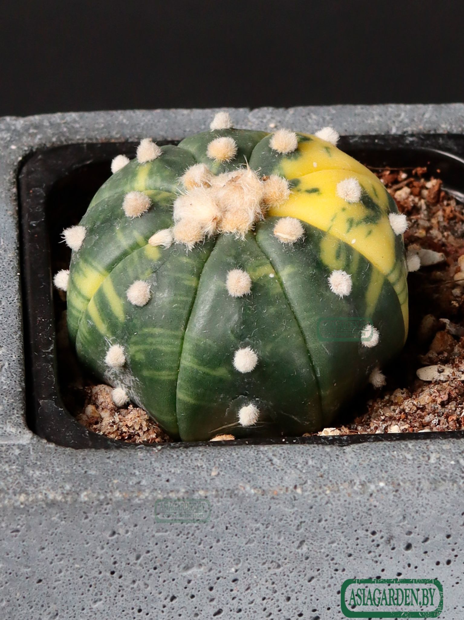 Astrophytum asterias