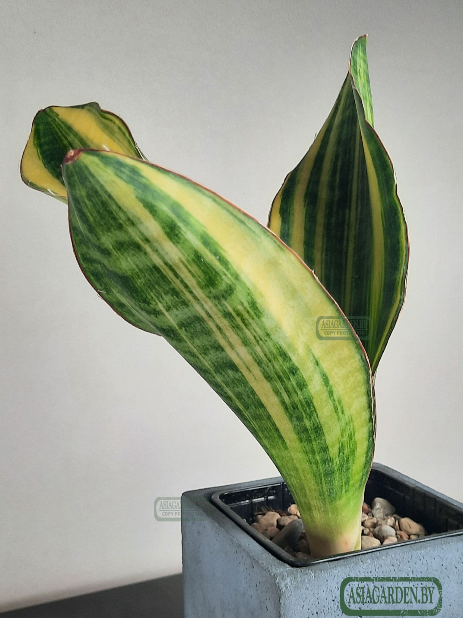 Sansevieria 'Black Rose'