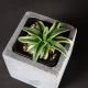 Agave Cream Compact
