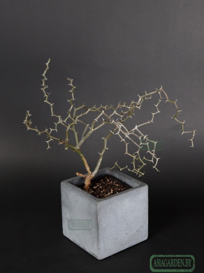 Decarya madagascariensis