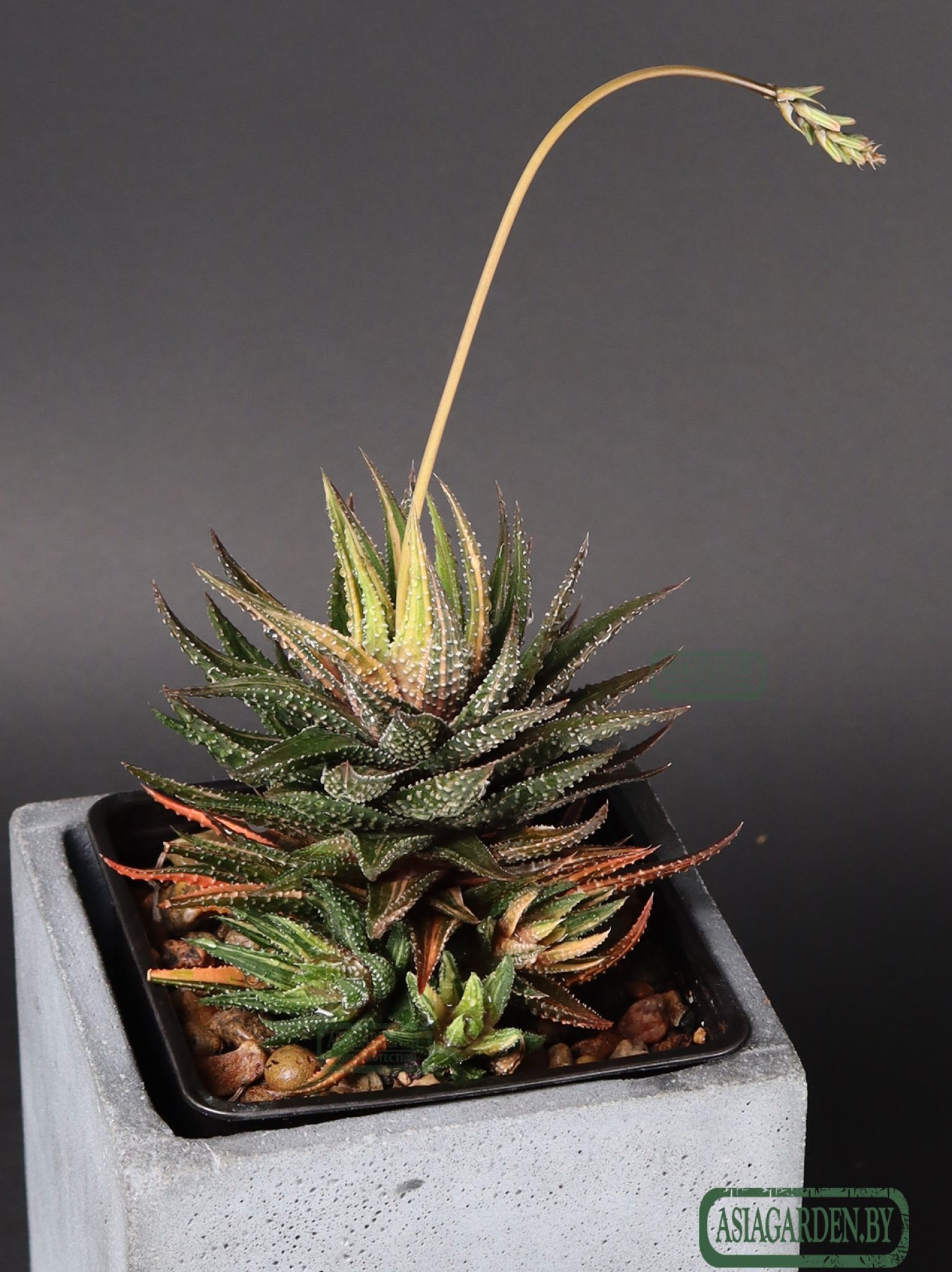 Haworthia pumila
