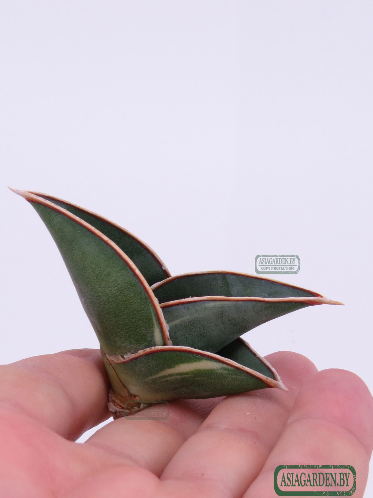 Sansevieria ehrenbergii Banana