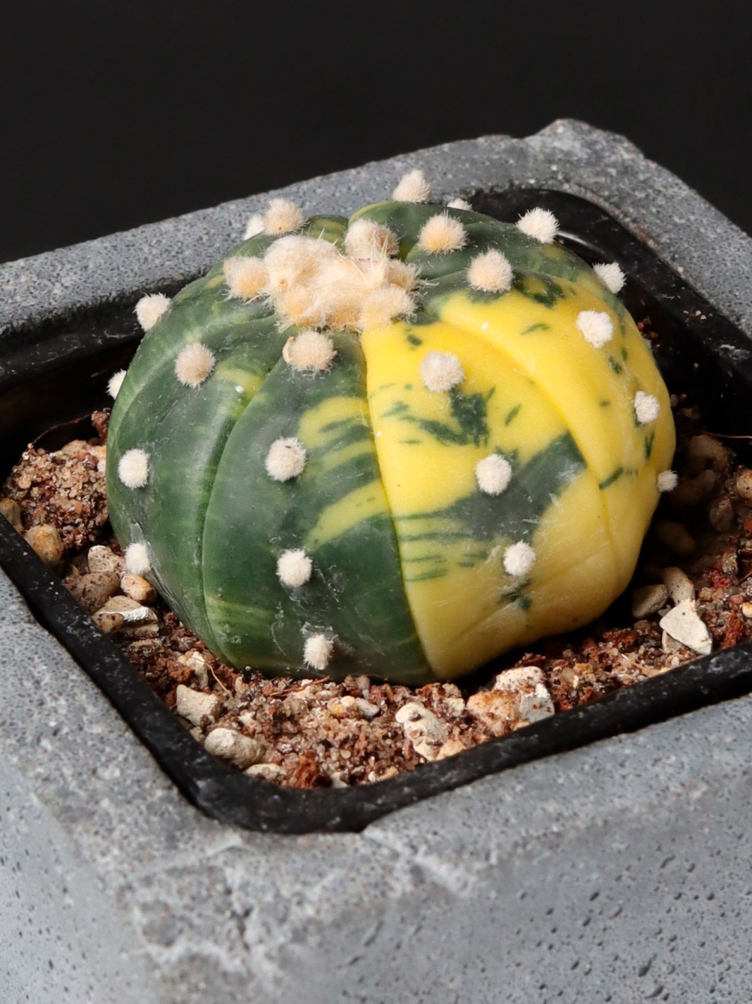 Astrophytum asterias