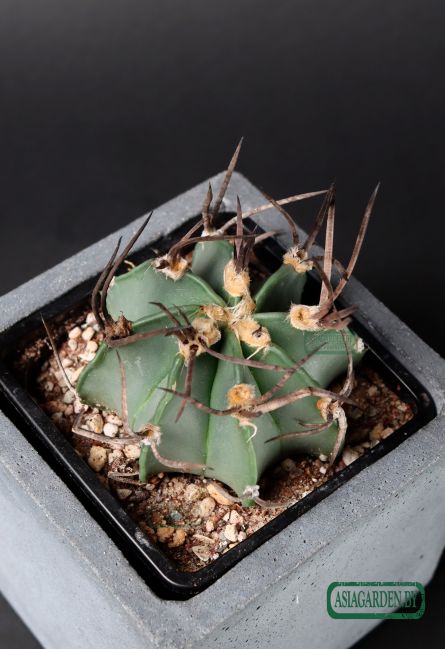 Astrophytum capricorne f. crassispinum