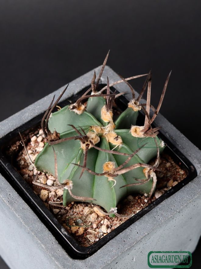 Astrophytum capricorne f. crassispinum