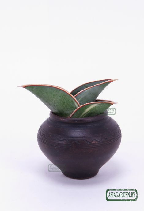 Sansevieria ehrenbergii Banana