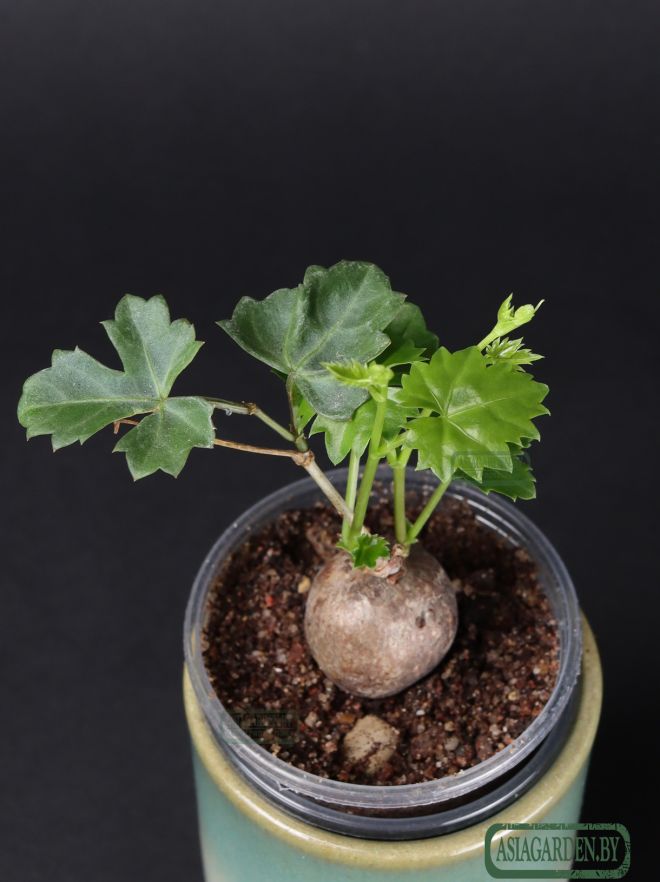 Cissus tuberosa Moc. & Sessé ex DC