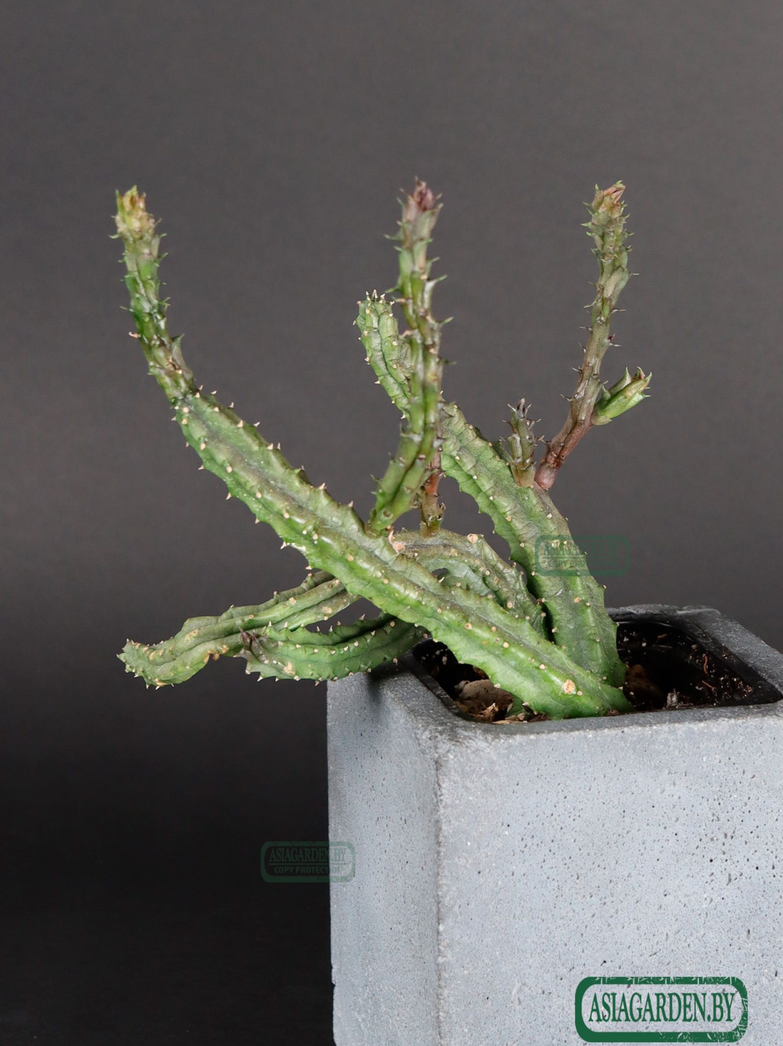 Stapelia