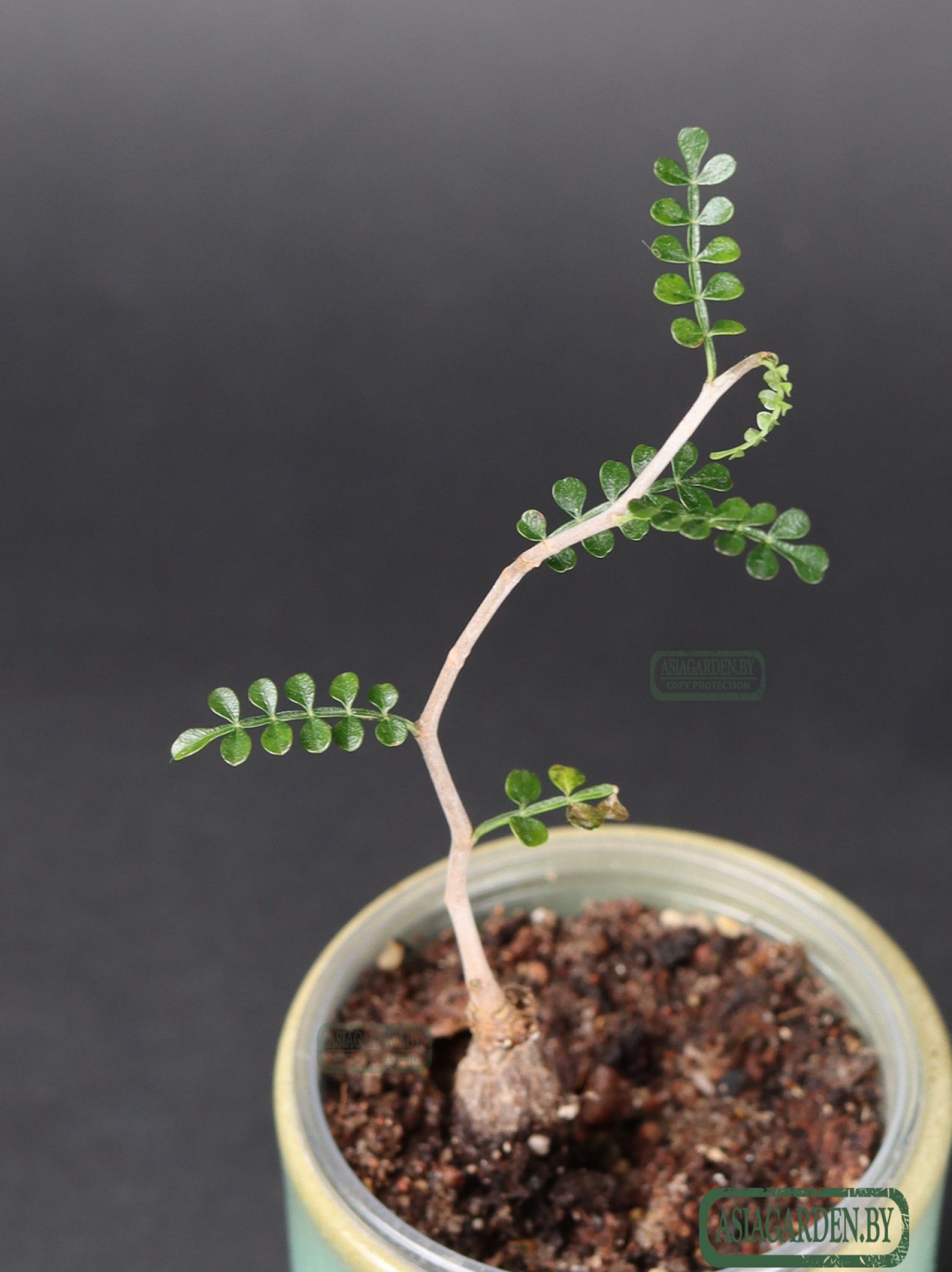 Operculicarya pachypus