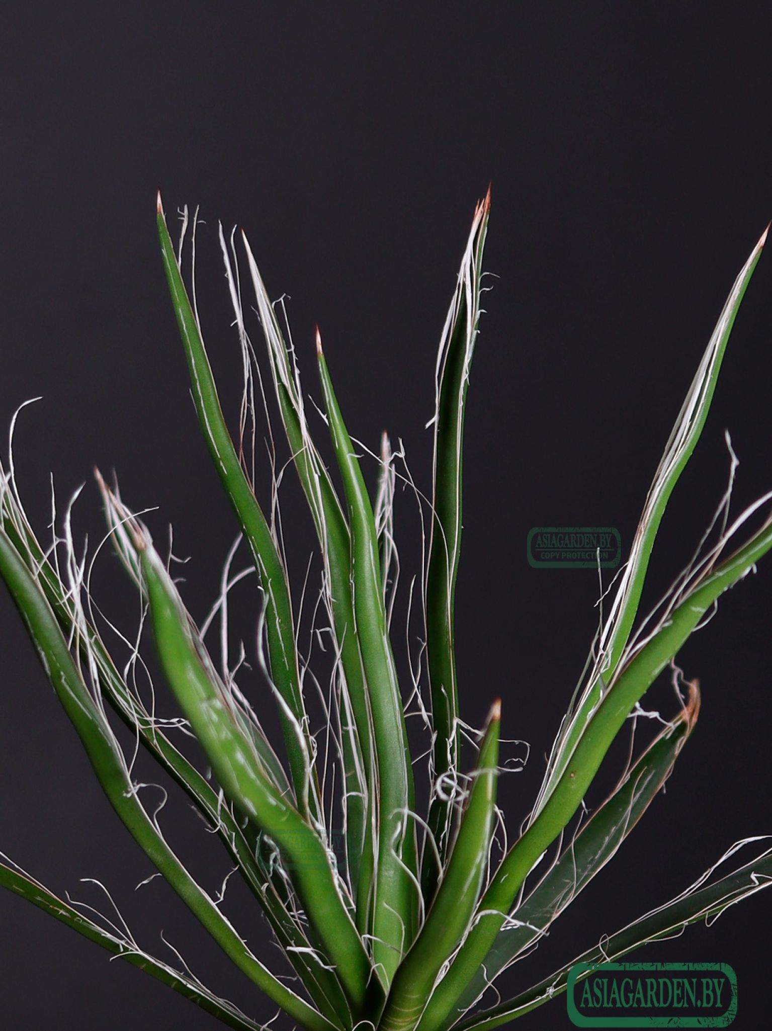 Agave Filifera