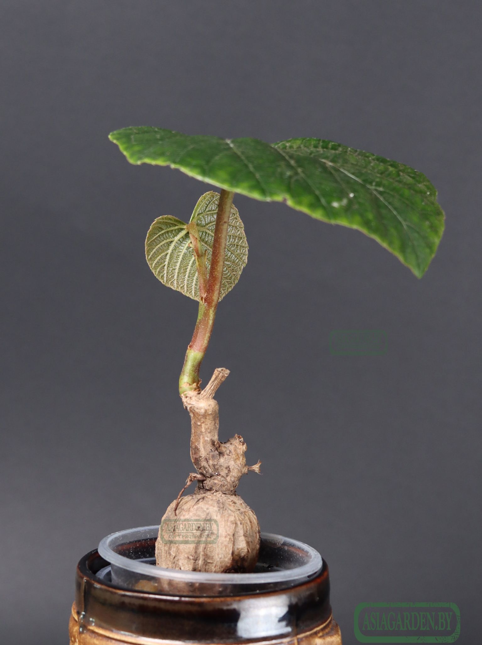 Ampelocissus martini
