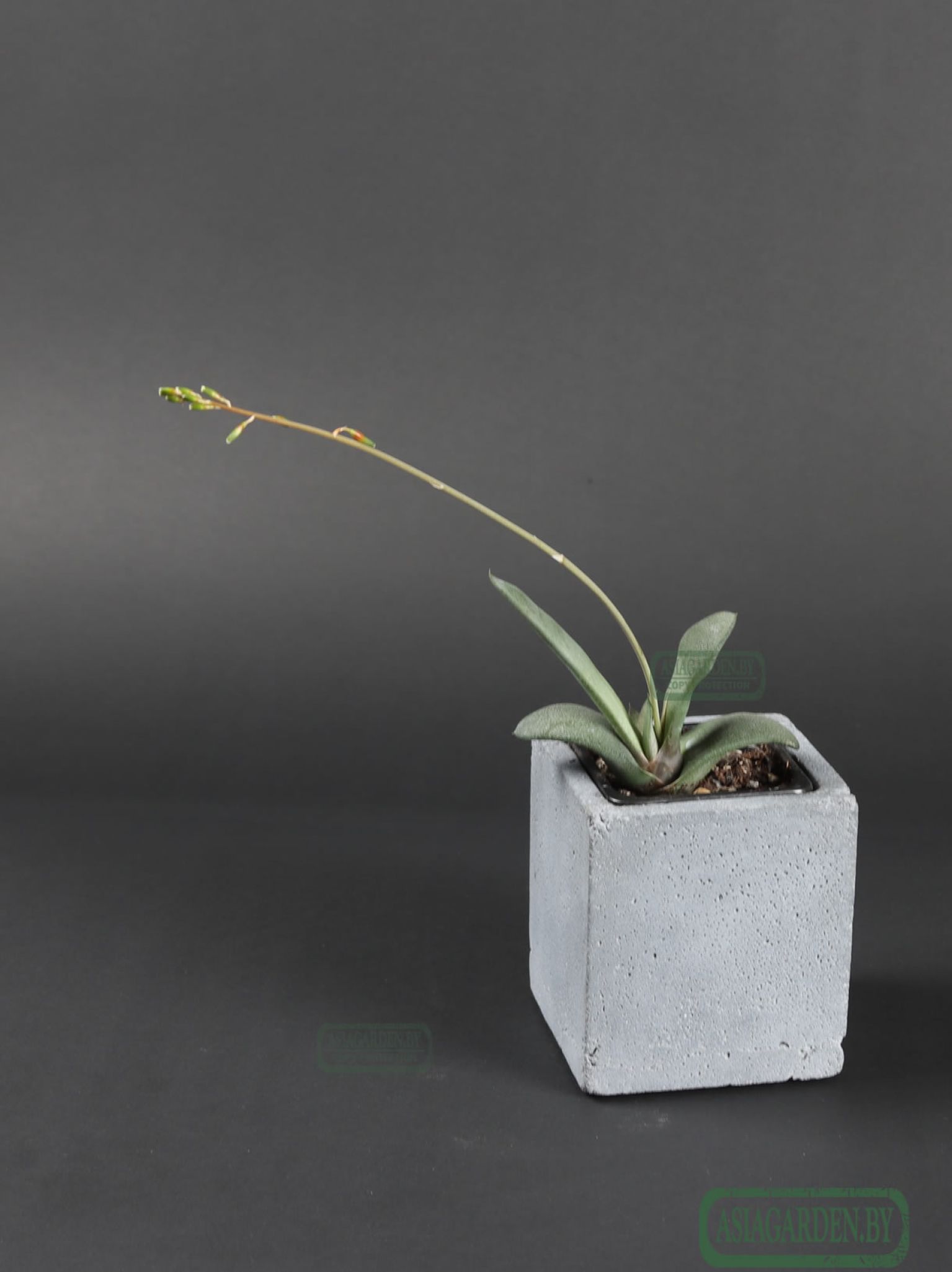 Gasteria glomerata