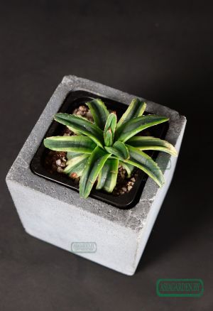 Agave Cream Compact
