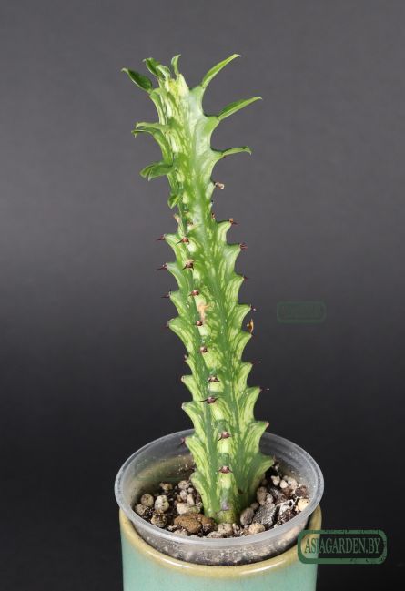 Euphorbia trigona variegata