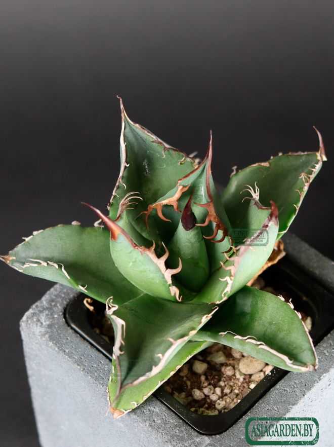 Agave titanota