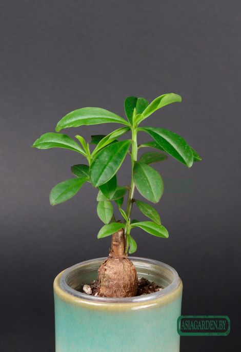 Talinum caffrum