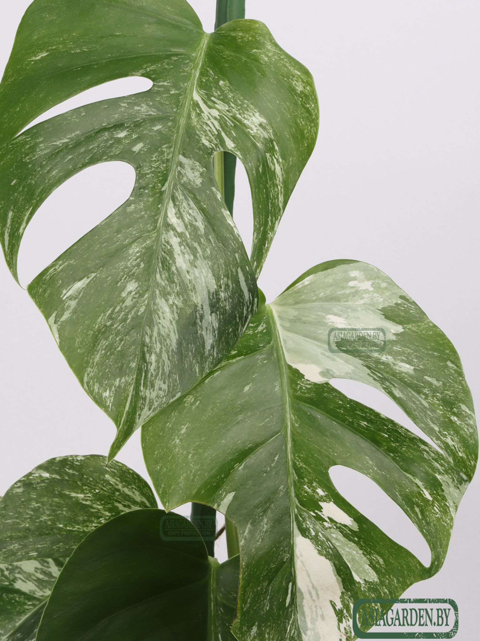 Monstera Albo