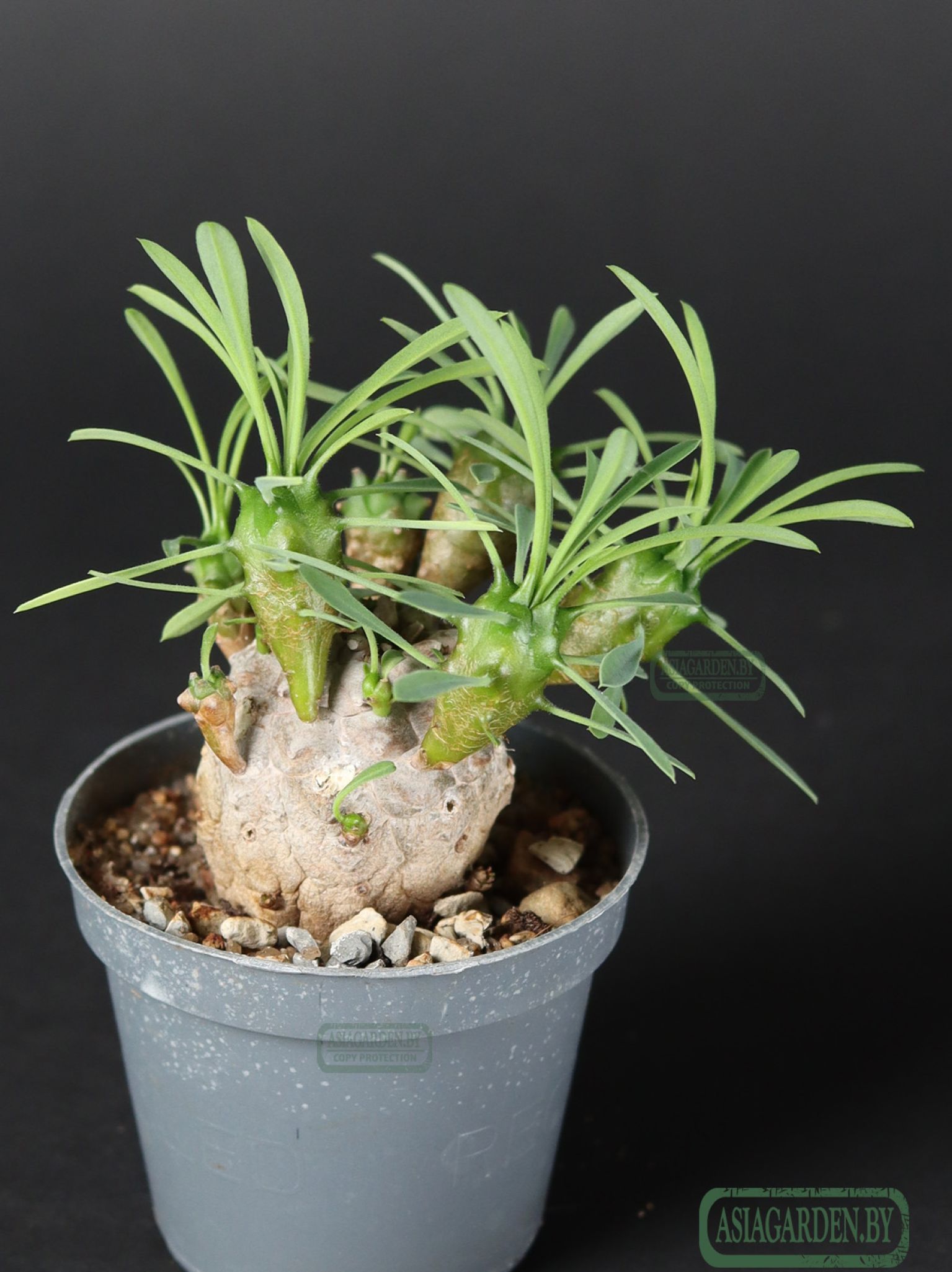 Euphorbia japonica