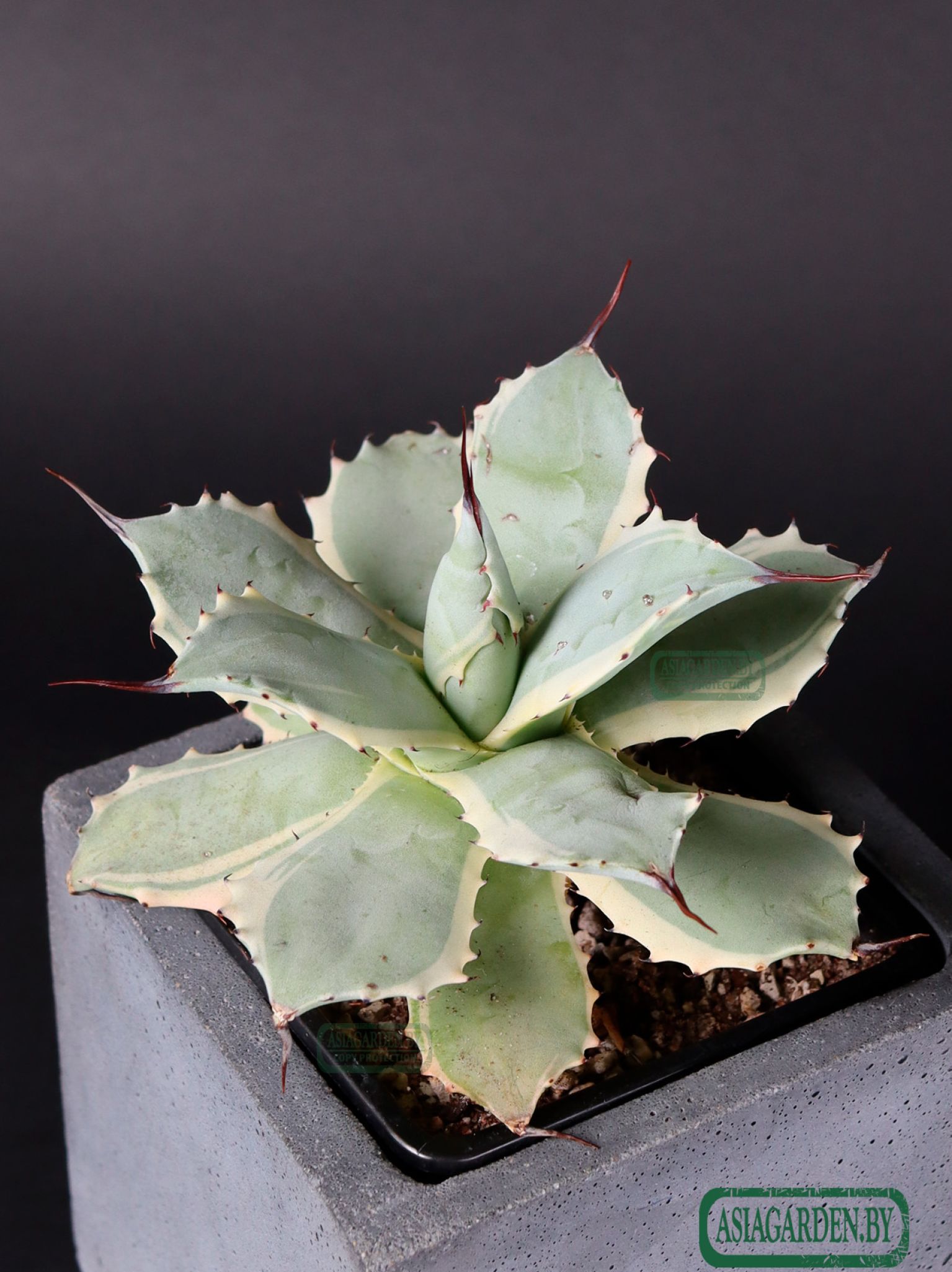 Agave isthmensis Kabutogani Variegata