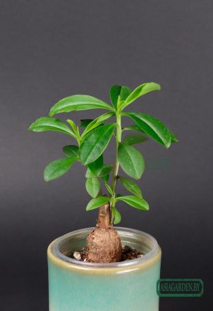 Talinum caffrum