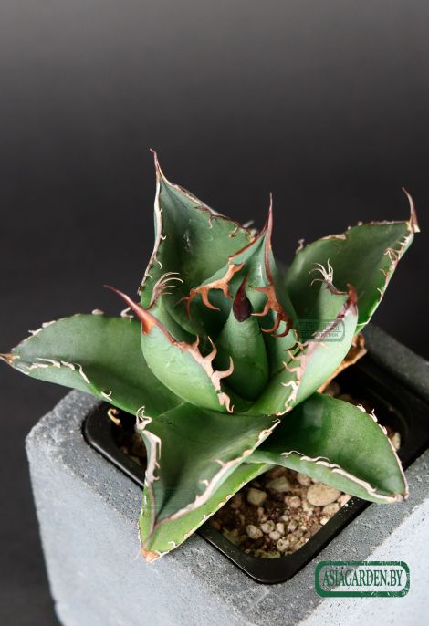 Agave titanota