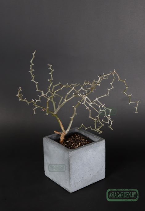 Decarya madagascariensis
