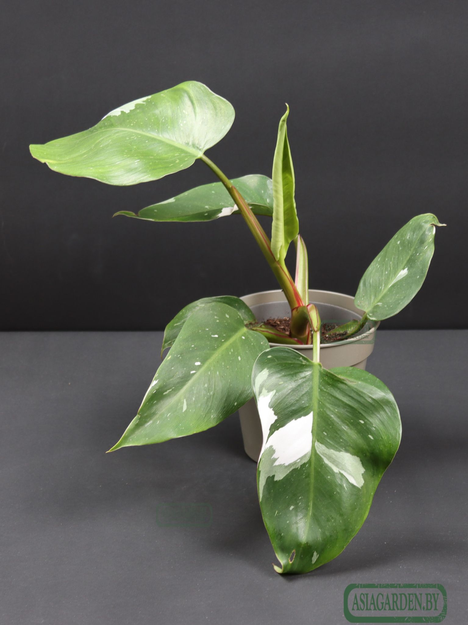 Philodendron erubescens 'White Princess'