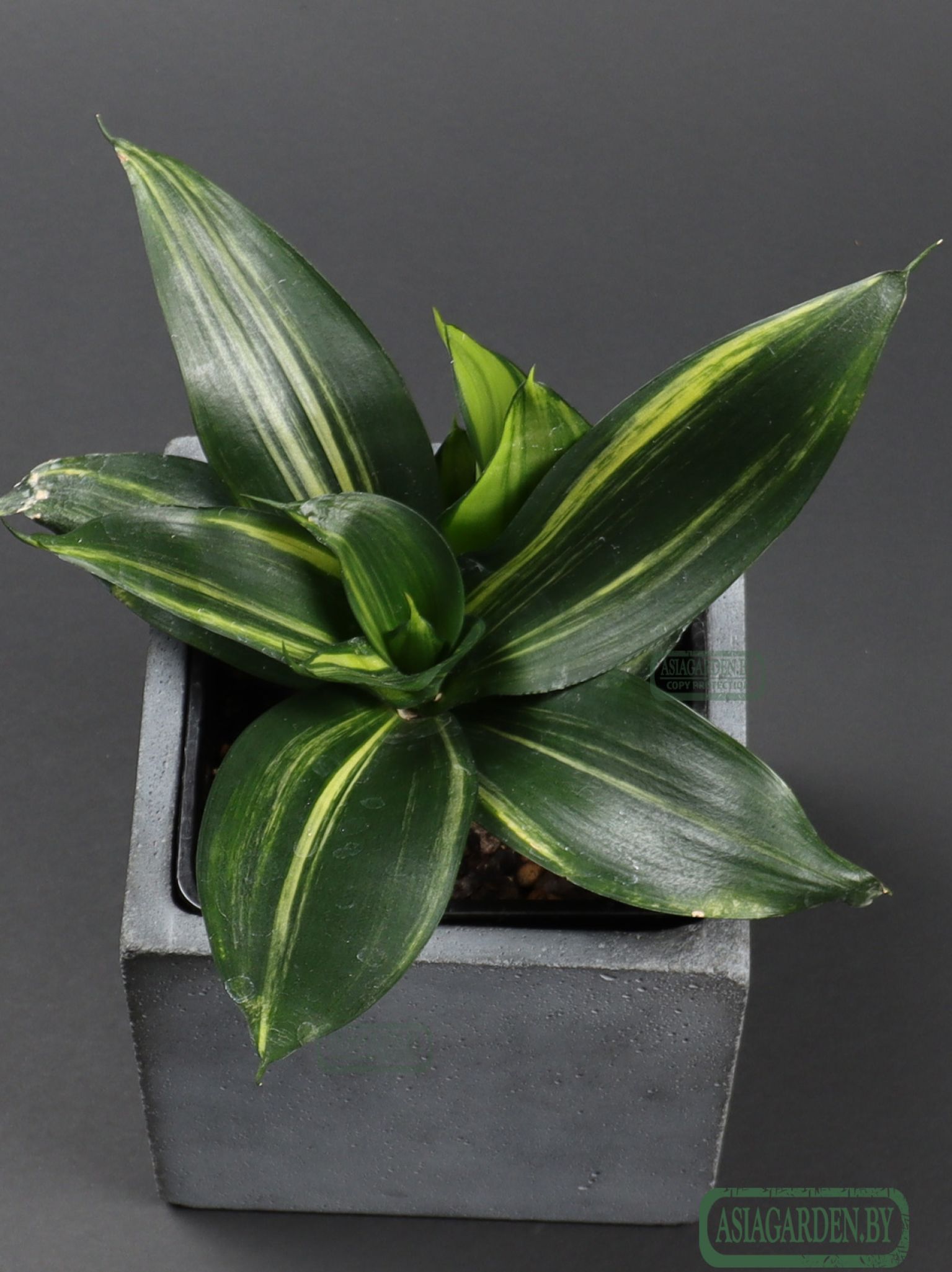 Sansevieria trifasciata 'Hahnii Green Mould'