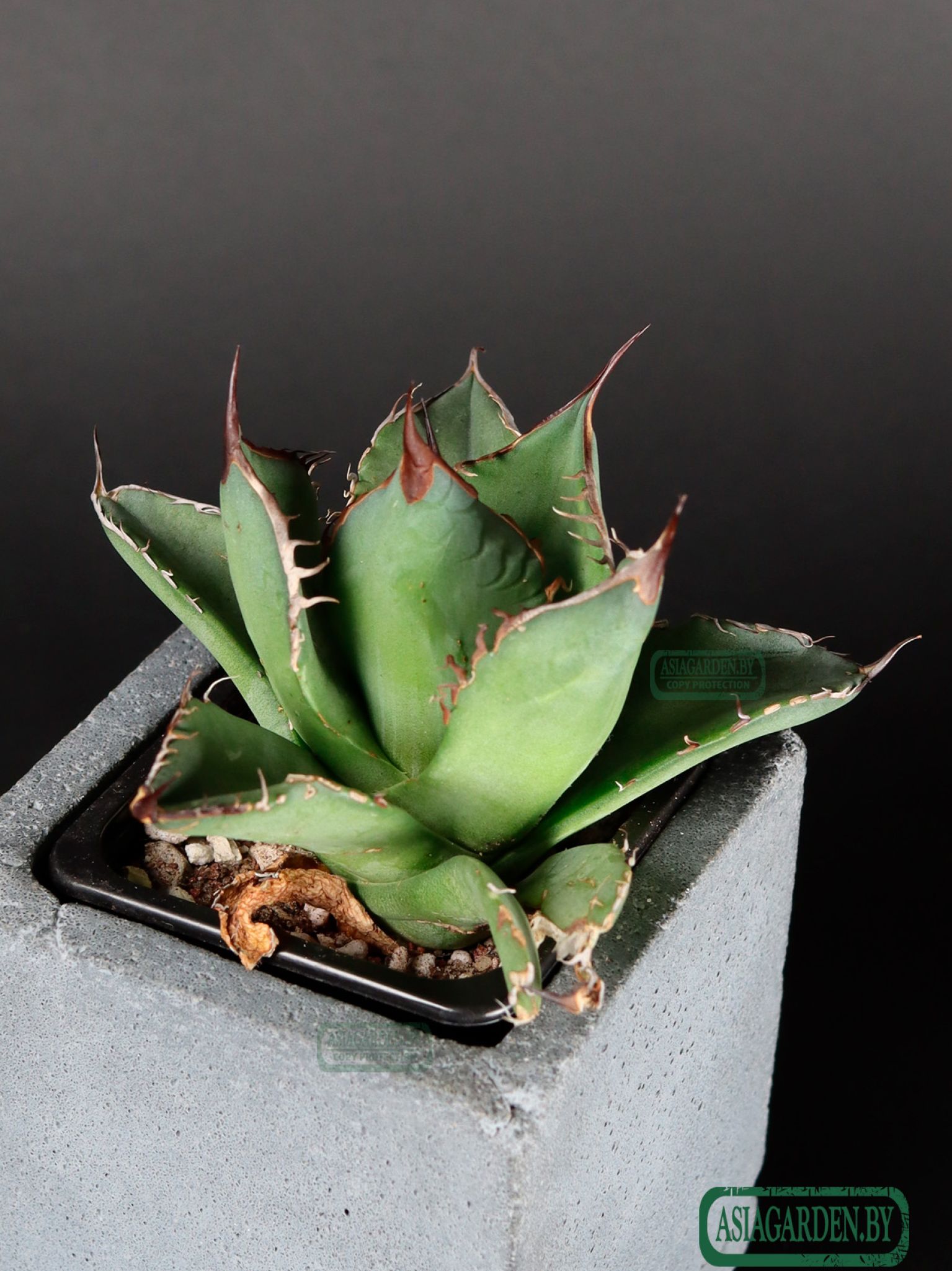 Agave titanota