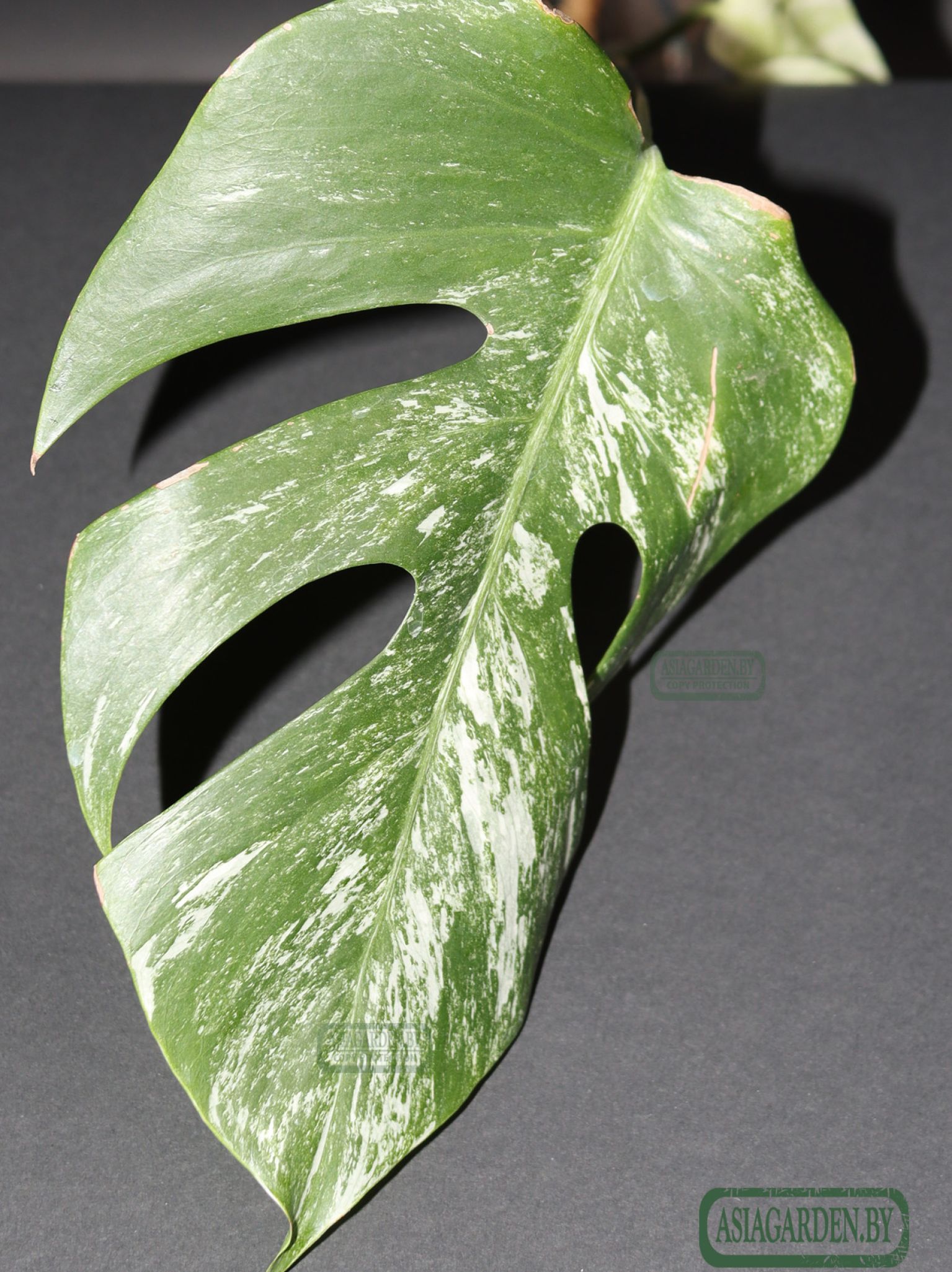 Monstera Albo