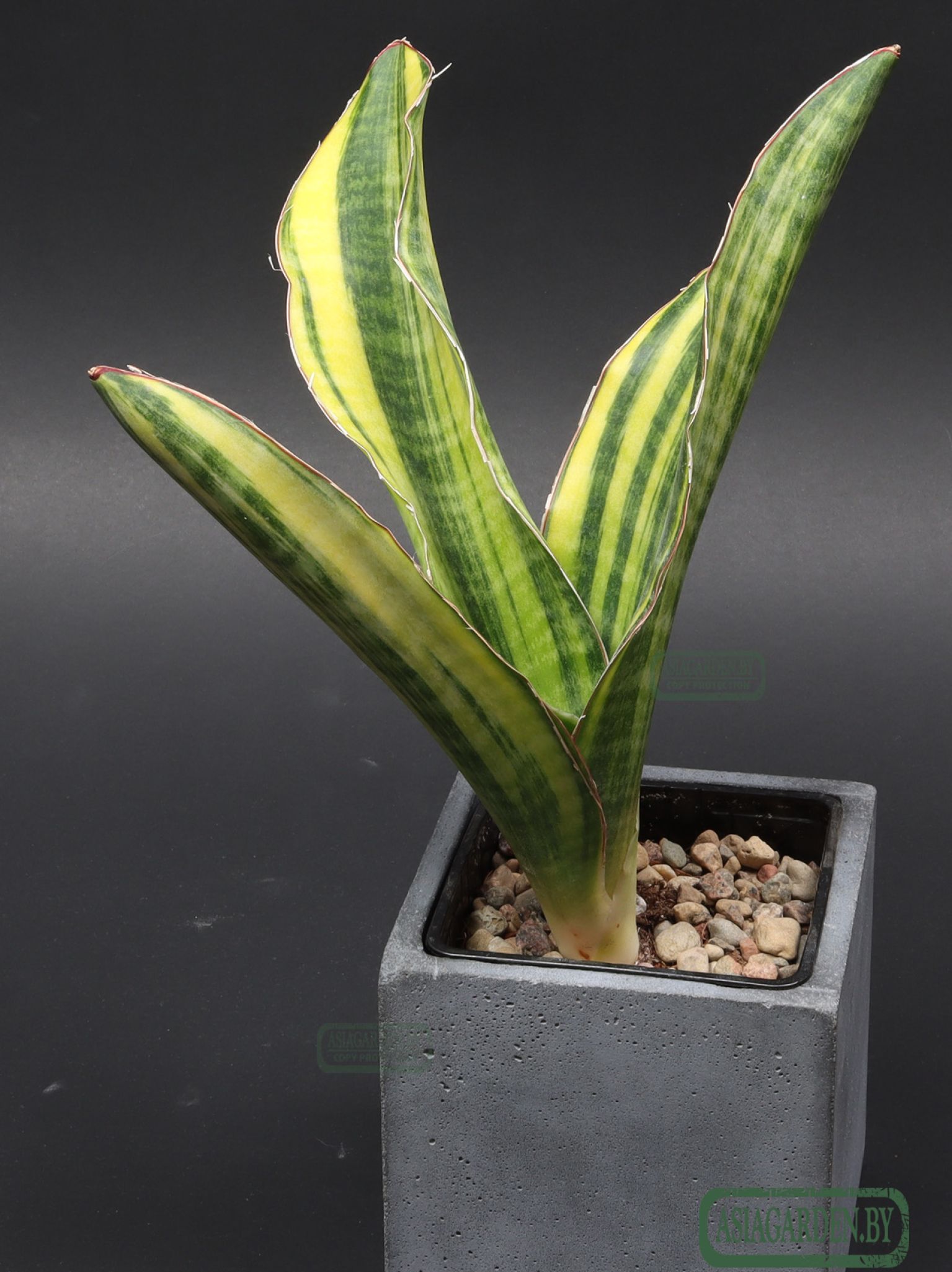 Sansevieria 'Black Rose'