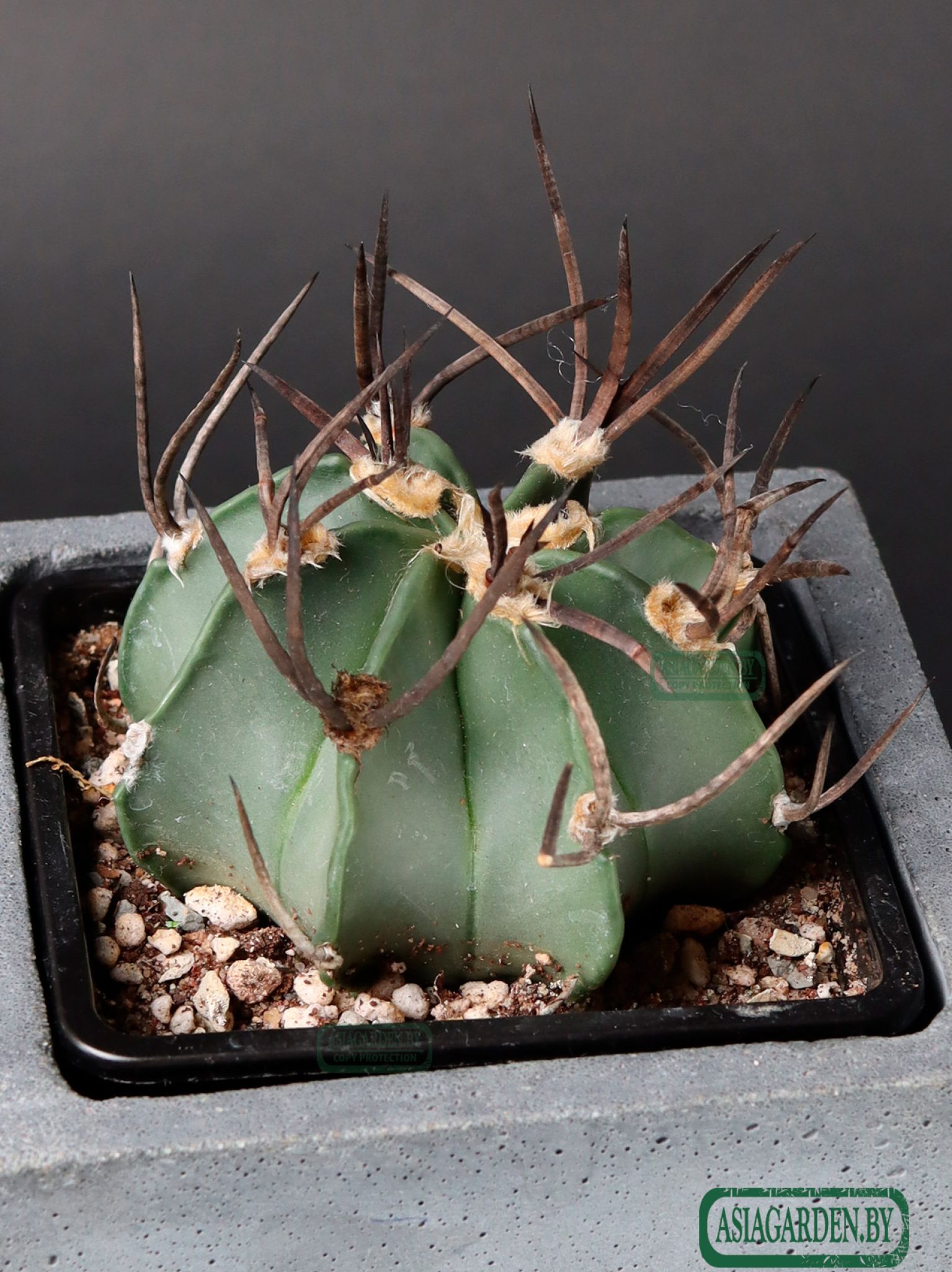 Astrophytum capricorne f. crassispinum