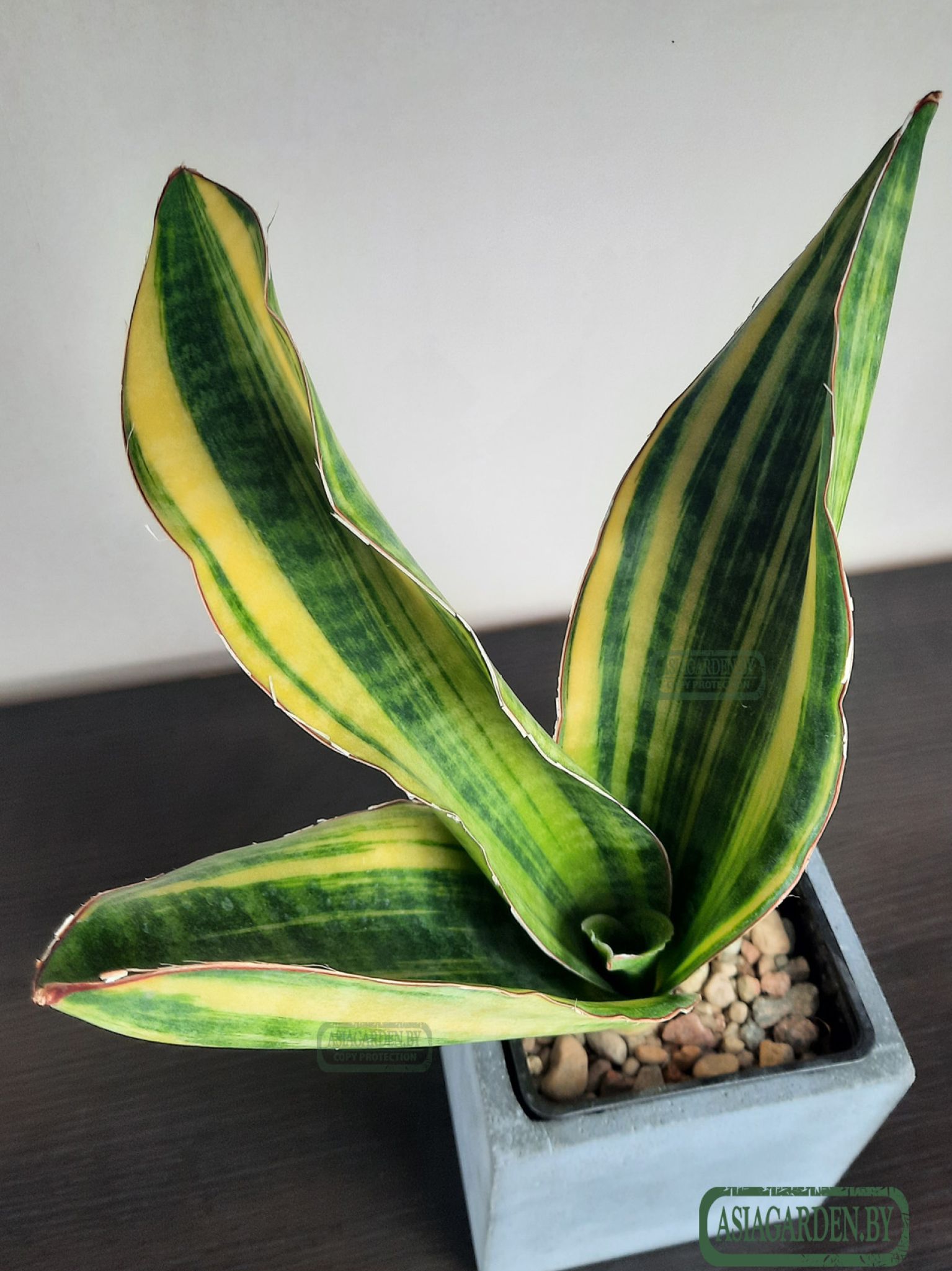 Sansevieria 'Black Rose'