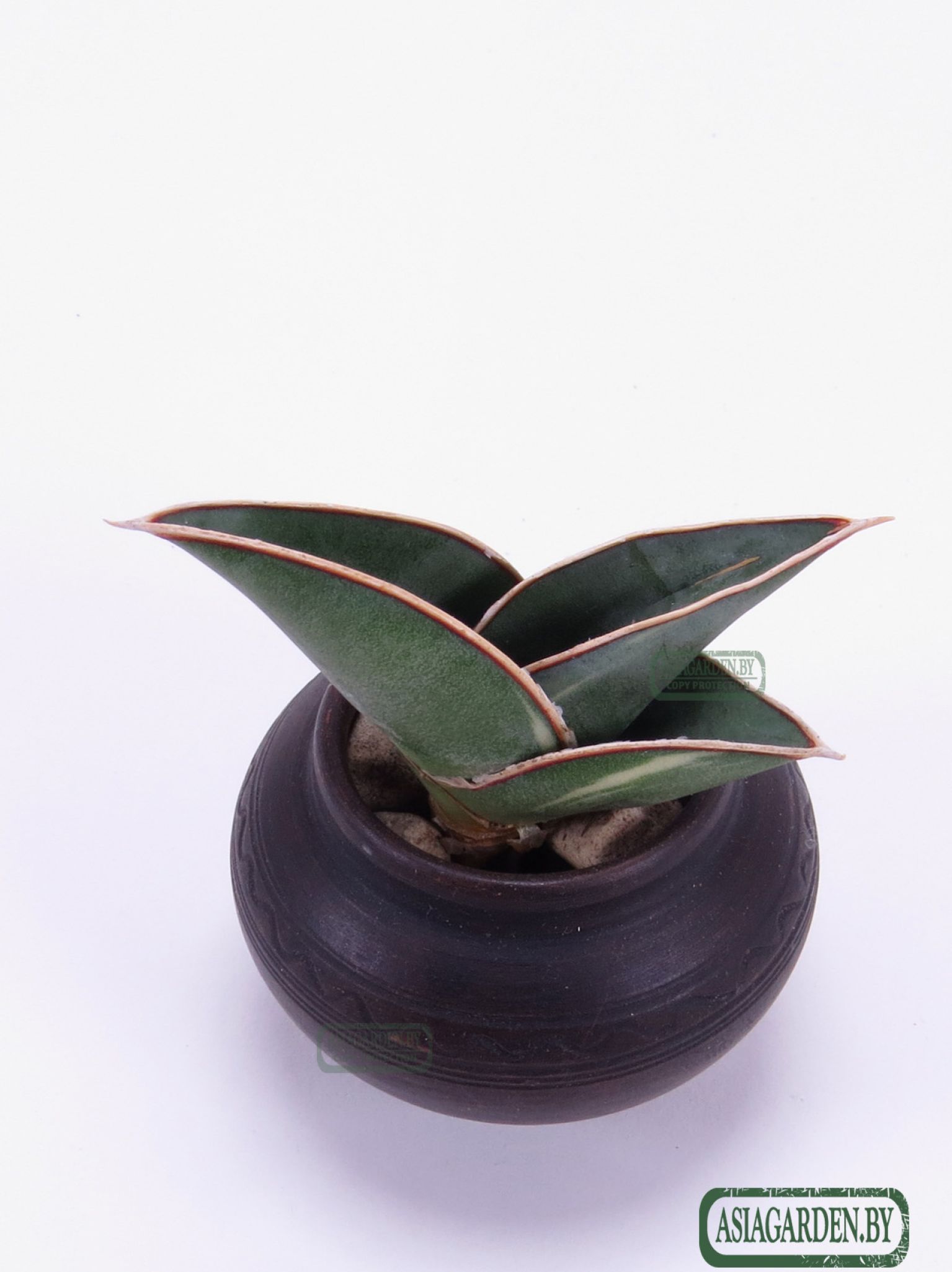 Sansevieria ehrenbergii Banana