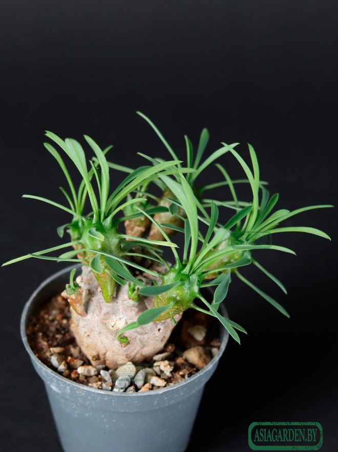 Euphorbia japonica