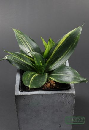 Sansevieria trifasciata 'Hahnii Green Mould'